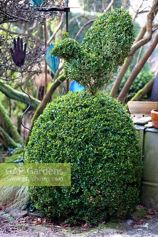 Box topiary in Charlotte and Donald Molesworth's garden, Kent, UK.