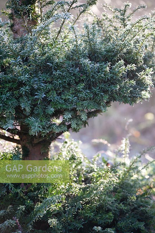 Taxus baccata with frost