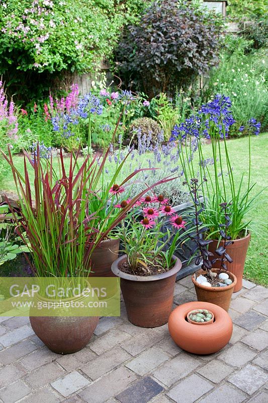 Collection of pots in small garden filled with Imperata cylindrica 'Red Baron', Agapanthus, Echinacea purpurea, Lavender, Sempervivum