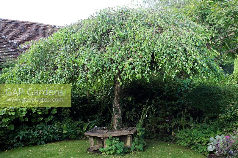 Betula pendula 'Youngii' - weeping birch enclosed by rustic wooden tree seat