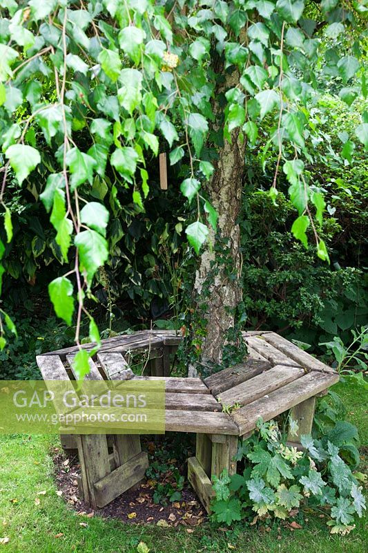 Betula pendula 'Youngii' - weeping birch enclosed by rustic wooden tree seat