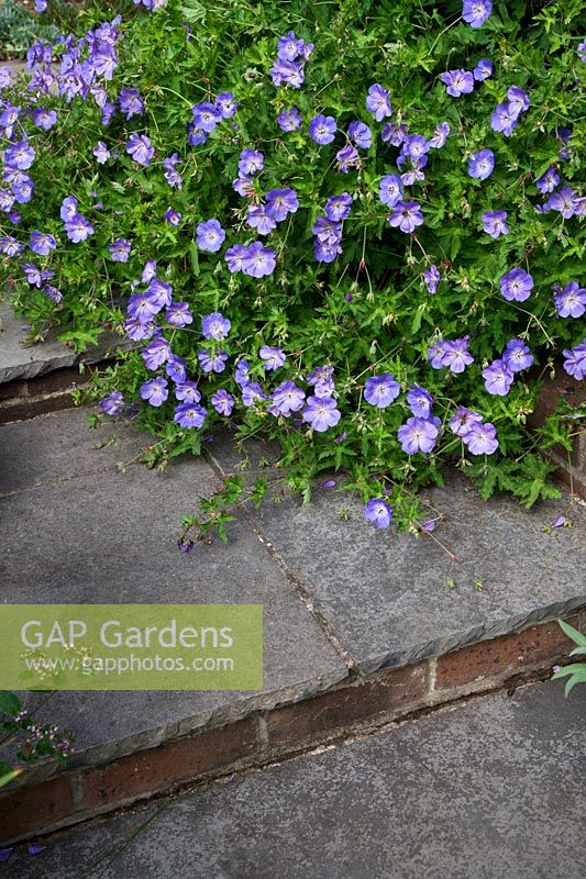 Geranium pratense softens stone steps. 