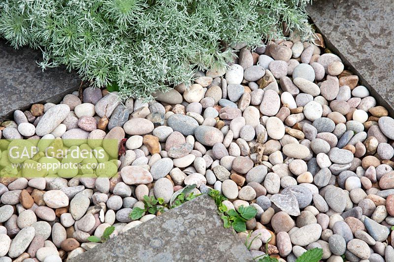 Foliage of Artemisia absinthium softens hard landscaping of pebbles and stone.