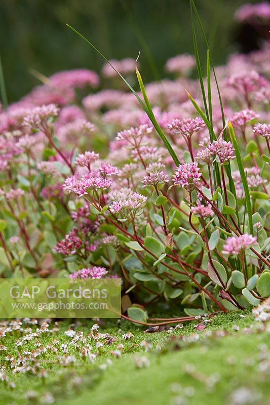 Sedum ewersii