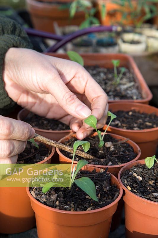 Woman pricking out Centaurea dealbata seedlings into individual pots