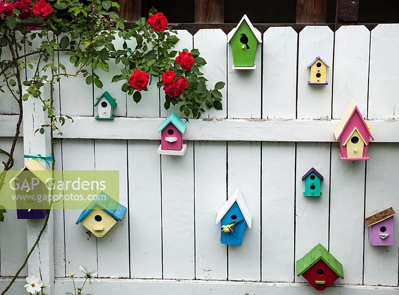 Selection of colourful bird boxes on fence with red rosa