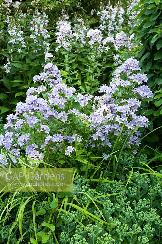 Campanula lactiflora