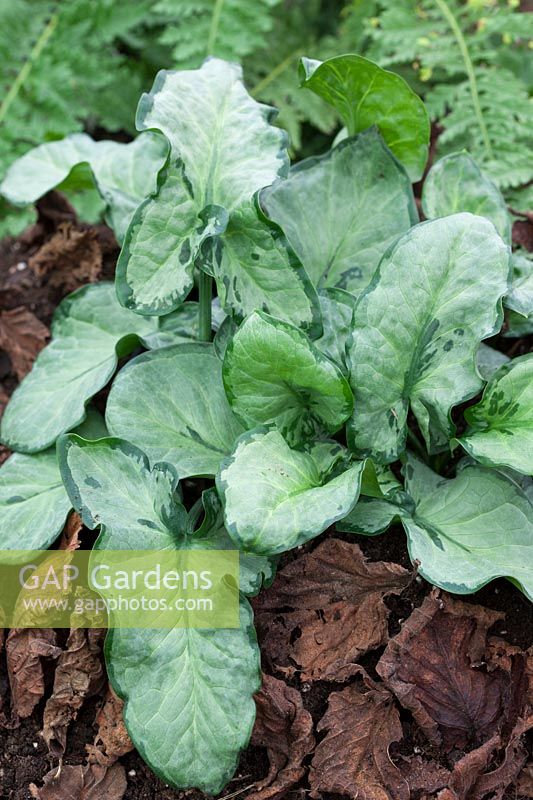 Arum italicum Margaret Owen's form