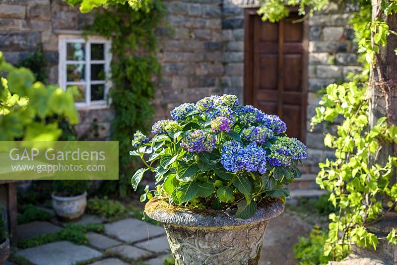 Spanish style garden with Hydrangea macrophylla 'Forever Blue' in container and pergola with Wisteria and Vine tree - The Pazo's Secret Garden. RHS Hampton Court Flower Show, 2017 - Designer: Rosie McMonigall. Sponsor: Turismo de Galicia, North Spain.