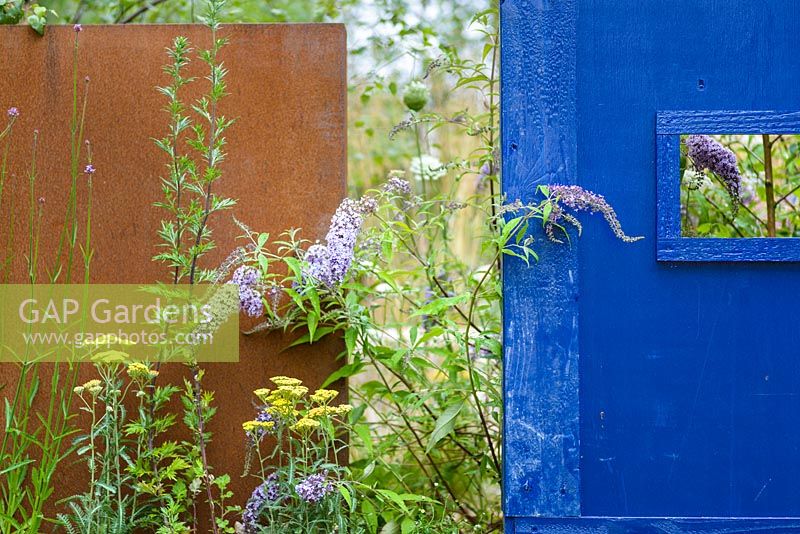 Corten steel structures designed by sculptor Simon Probyn with Buddleja davidii 'Wisteria Lane' and perennials including Achillea 'Moonshine' and Pilosella aurantiaca with blue wooden wall - Brownfield Metamorphosis. RHS Hampton Court Palace Flower Show 2017 - Designer: Martyn Wilson. Sponsor: St. Modwen Properties PLC