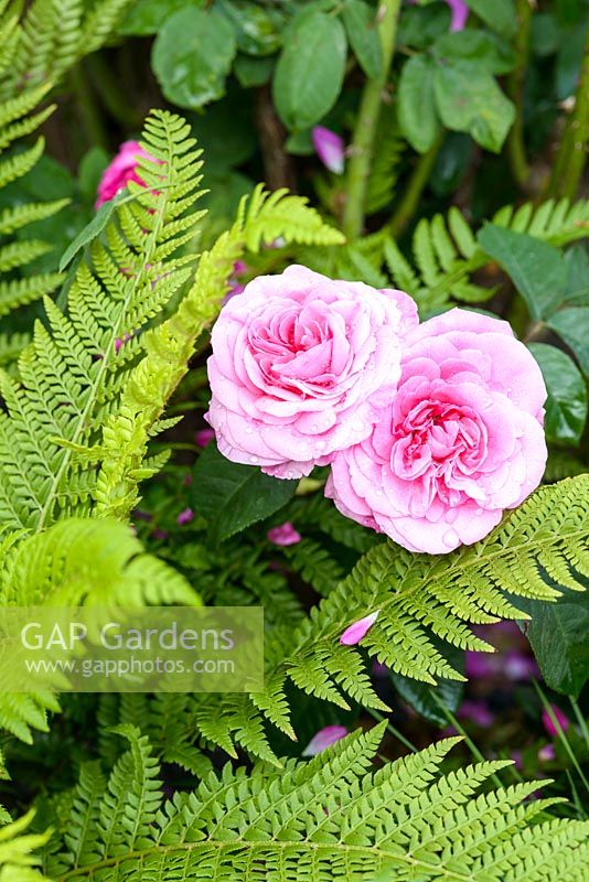 Pink Portland Rose - Great Gardens of the USA - The Oregon Garden, RHS Hampton Court Palace Flower Show 2017 - Designer: Sadie May Stowell