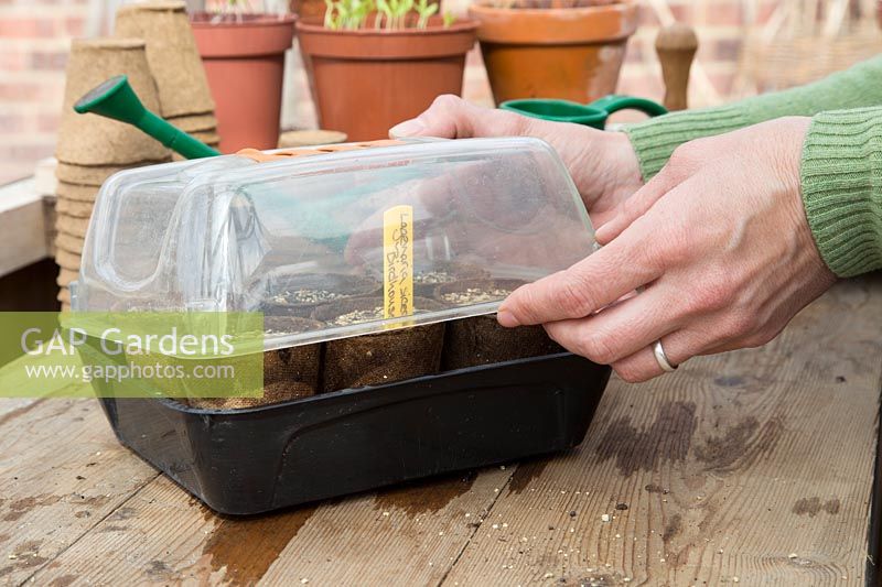 Woman covering Lagenaria siceraria 'Birdhouse' seedtray with plastic lid to aid germination