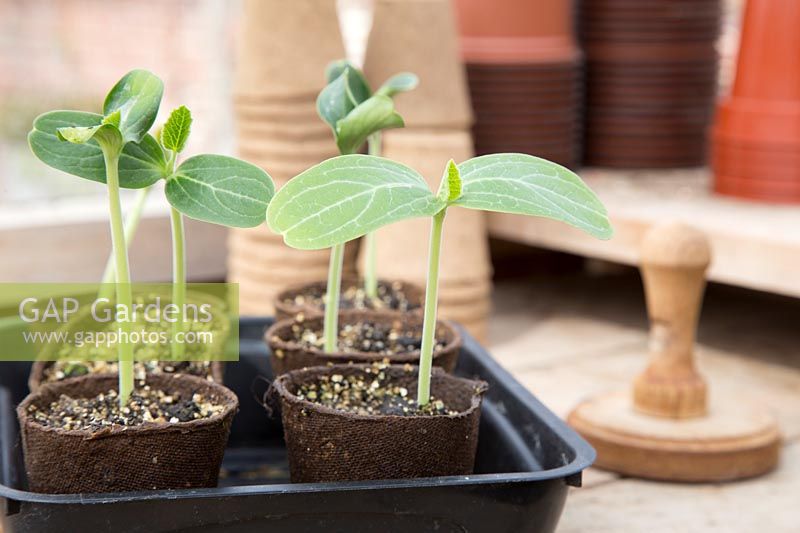 Lagenaria siceraria 'Birdhouse' seeding in jiffy pots