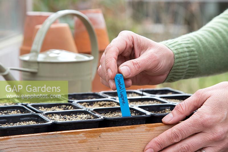 Woman labelling newly sowng Lupinus perennis 'Texas Bonnet' seeds in tray