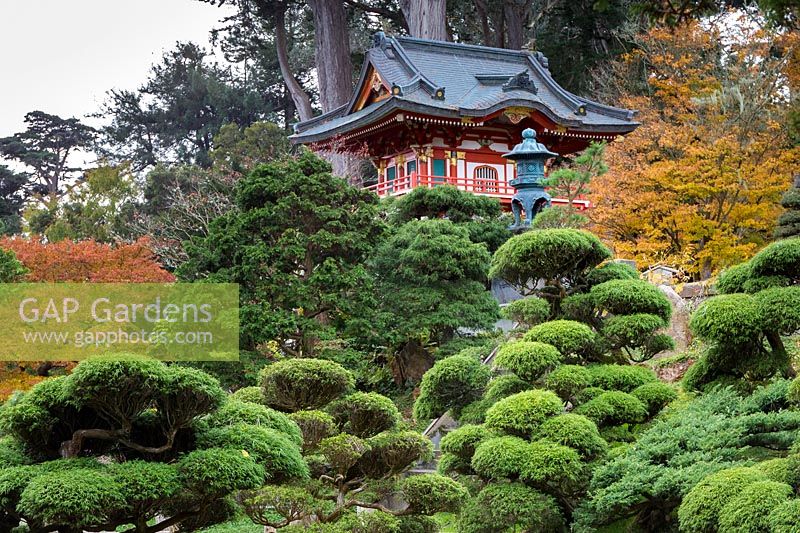 View of traditional-looking Japanese temple with Monterey pines behind and cloud-pruned conifers including juniper in front. Also, the autumn foliage of Japanese maples - Acer palmatum adds colour. Japanese Tea Garden at Golden Gate Park, San Francisco, California.