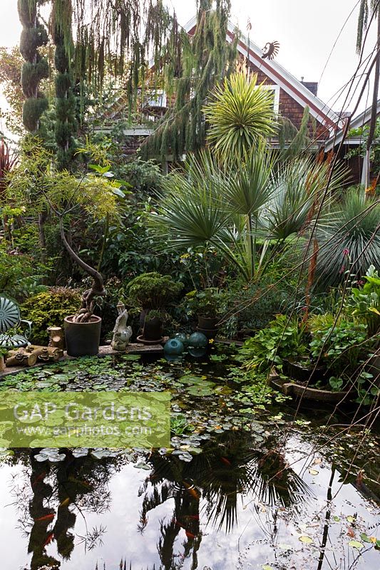 Topiaried pencil conifers are reflected in the pond behind the house. Plants also include the Mexican Blue Palm, Brahea armata. Marcia Donahue's garden in Berkeley, California.