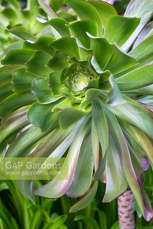 Aeonium glutinosum. Sculptor and ceramicist Marcia Donahue's garden in Berkeley, California.