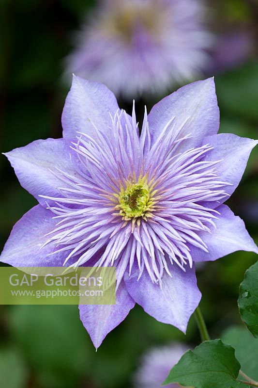 Clematis Crystal Fountain - 'Evipo038'