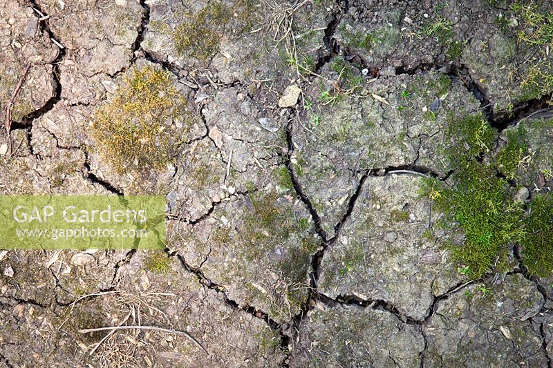 Cracks in clay soil that has dried out