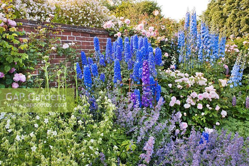 Summer border in walled garden includes Delphinium elatum, Eryngium agavifolium, Rose 'Constance Spry', Geranium pratense 'Album', Nepeta 'Six Hills Giant', Rosa 'Awakening', Rose 'A Shropshire Lad', Rose 'Paul's Himalayan Musk'. Design: Carol Bruce