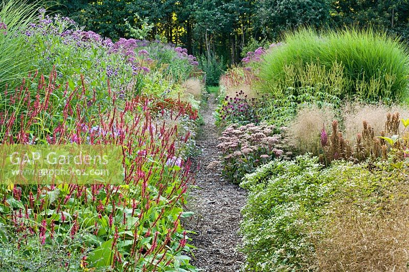 Path through summer borders. Planting includes Persicaria amplexicaulis, Aster divaricatus, Eupatorium maculatum 'Glutball', Miscanthus gracillimus, Deschampsia caespitosa.