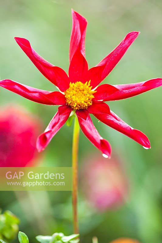 Dahlia 'Honka Red'