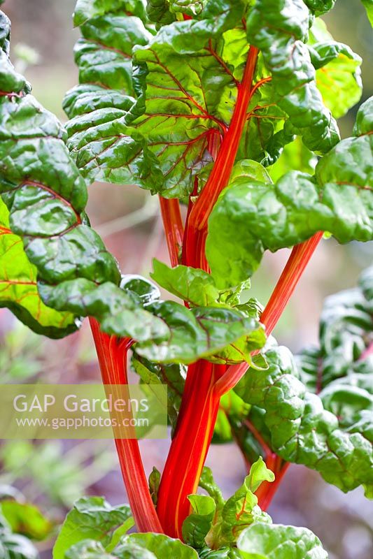 Beta vulgaris 'Mangold' - Swiss Chard