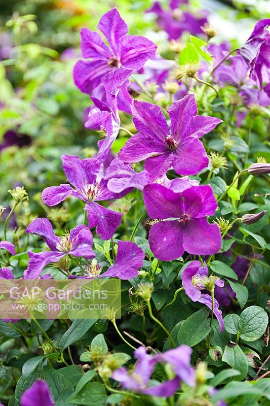 Clematis viticella 'Polish Spirit'