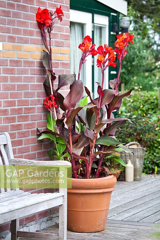 Canna indica in terracotta on a patio.
