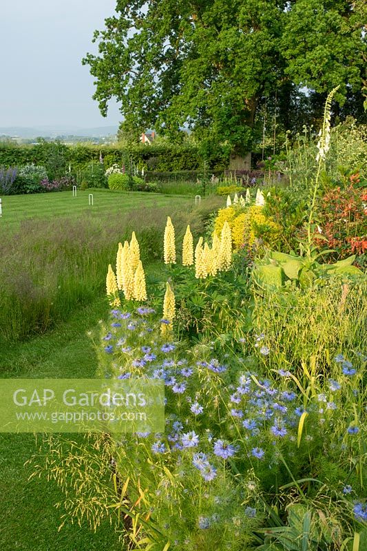 Nigella damascena compliments the lemon lupinus in the border. View of the crochet lawn.