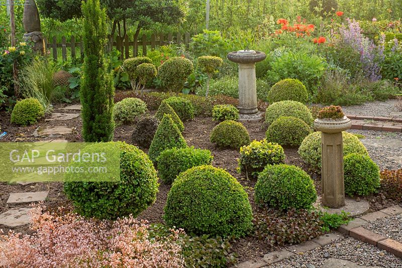 An interesting bed of contrasting shapes with Buxus topiary.