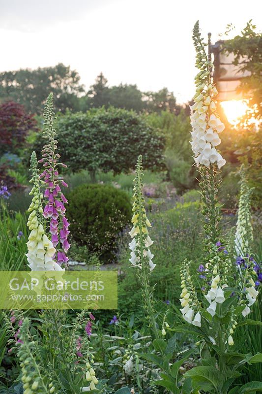 Backlit by the late evening sun these Digitalis purpurea add colour and height to the garden.