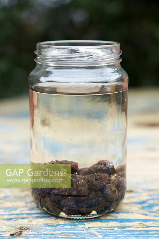 Eranthis hyemalis corms soaking in water in jam jar