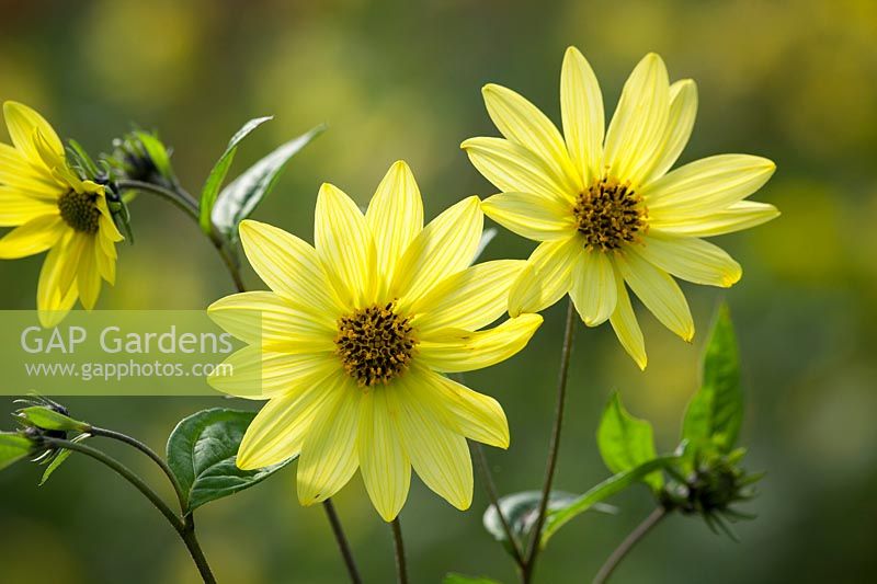 Helianthus 'Carine'. Sunflower