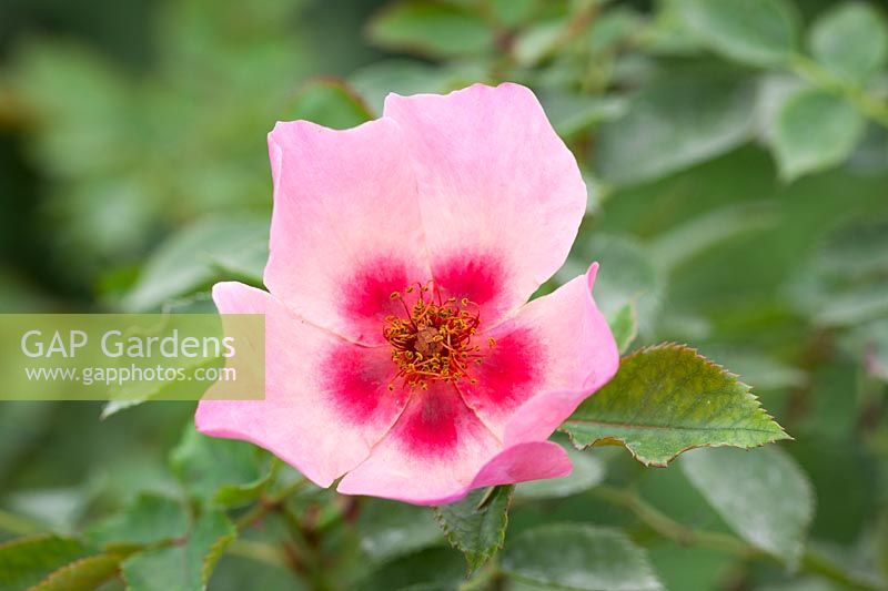 Rosa For Your Eyes Only syn. Rosa 'Cheweyesup'