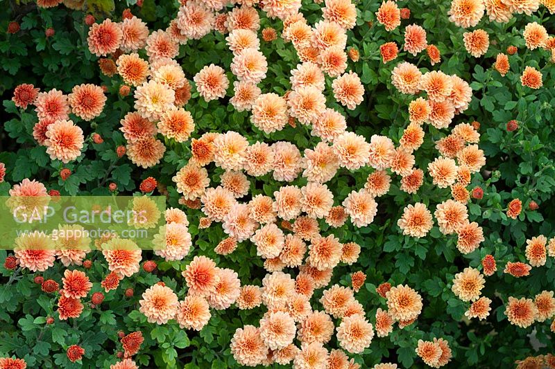 Chrysanthemum 'Picasso'