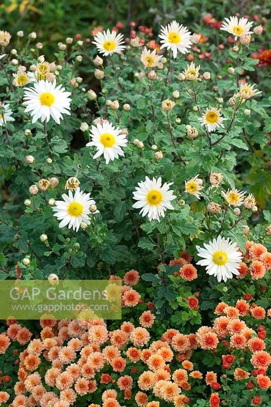 Chrysanthemum 'Picasso' with Chrysanthemum 'Elaine's Hardy White'