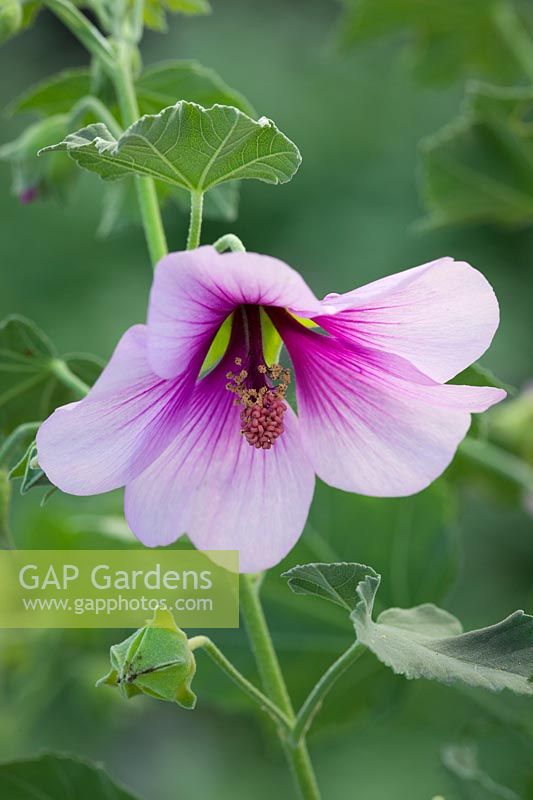 Lavatera maritima AGM syn. Lavatera bicolor. Tree mallow