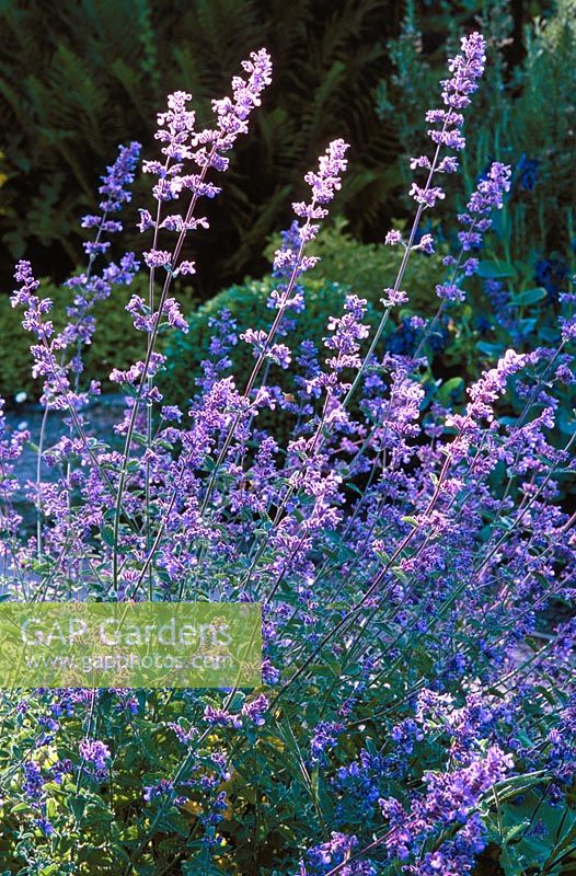 Nepeta 'Six Hills Giant'. Catmint