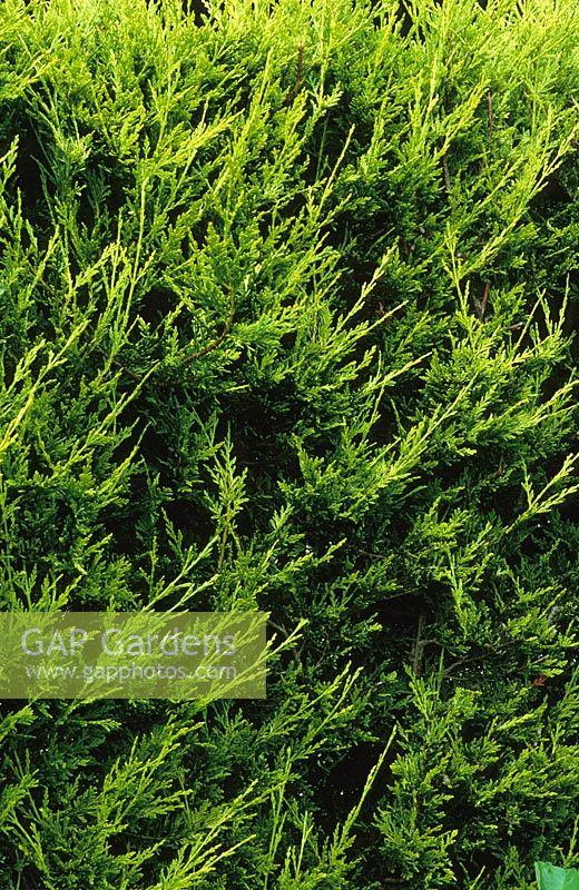 Cupressus leylandii. Leyland cypress