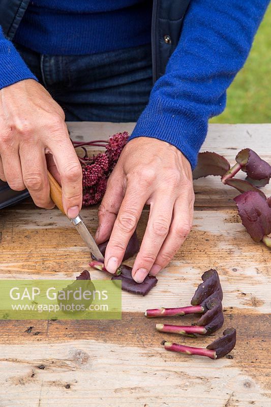 Woman taking cuttings of Sedum 'Purple Emperor' - removing leaves using sharp knife