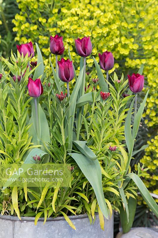 Galvanised container with Tulipa 'Ronaldo' and Wallflowers 'Scarlet Emperor'