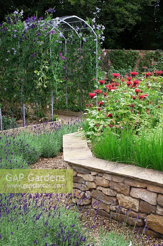 The herb garden in walled kitchen garden with raised beds made of drystone walls surrounded by Lavandula 'Imperial Gem'. Steel arches with Sweet Peas and Monarda 'Gardenview Scarlet' - Bergamot and Chives. 