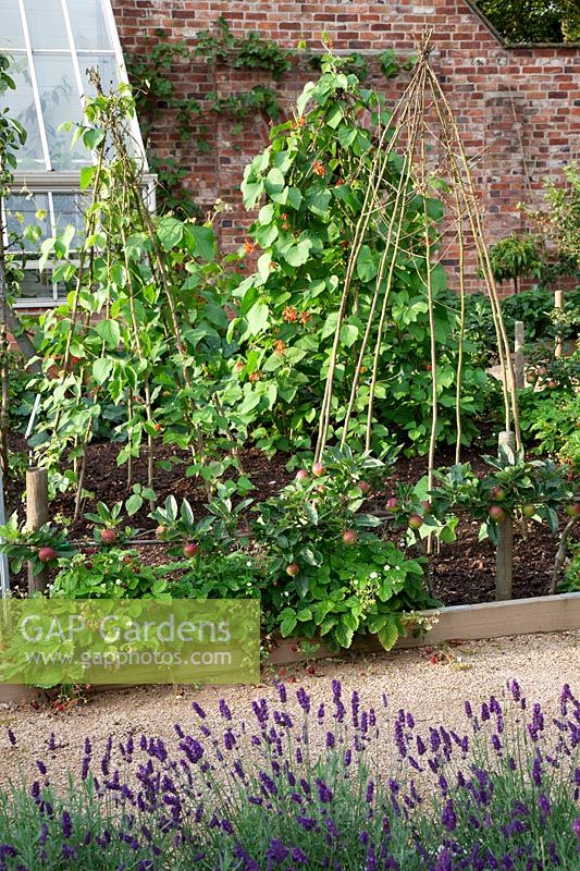 Lavandula 'Imperial Gem', Step-over apple - 'Orleans Reinette' underplanted with wild Strawberries. French Bean 'Ferrari' and Runner Bean 'Wisley Magic' on hazel tepees behind. 