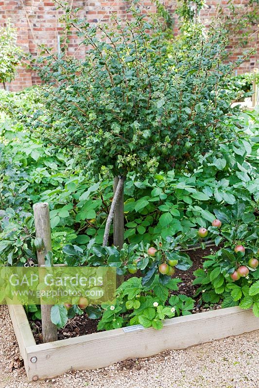 Half standard Gooseberry, Step-over apple 'Orleans Reinette' in walled kitchen garden underplanted with wild Strawberries.