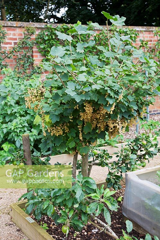 White Currant 'White Versailles' trained as a half standard with Step-over apple 'Orleans Reinette' 