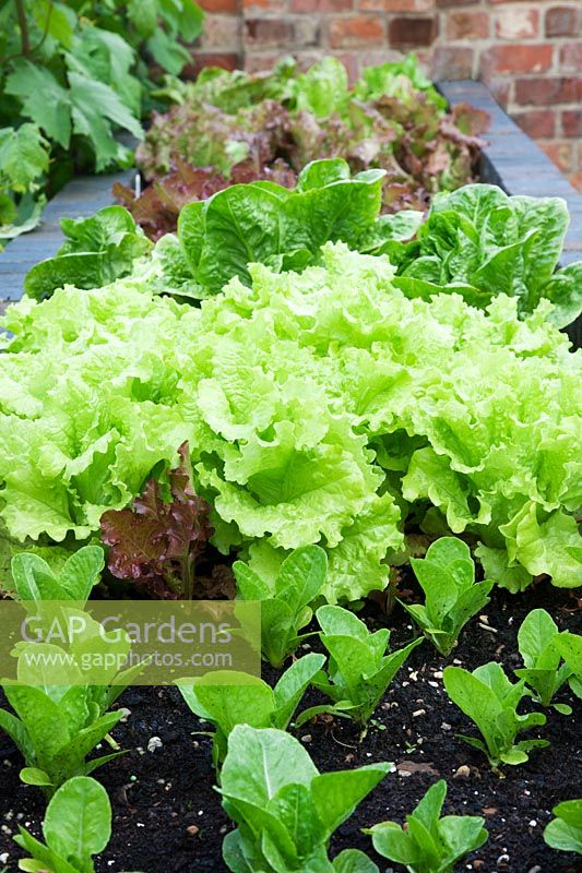 Lettuce including 'Little Gem' plantlets growing in raised brick beds.