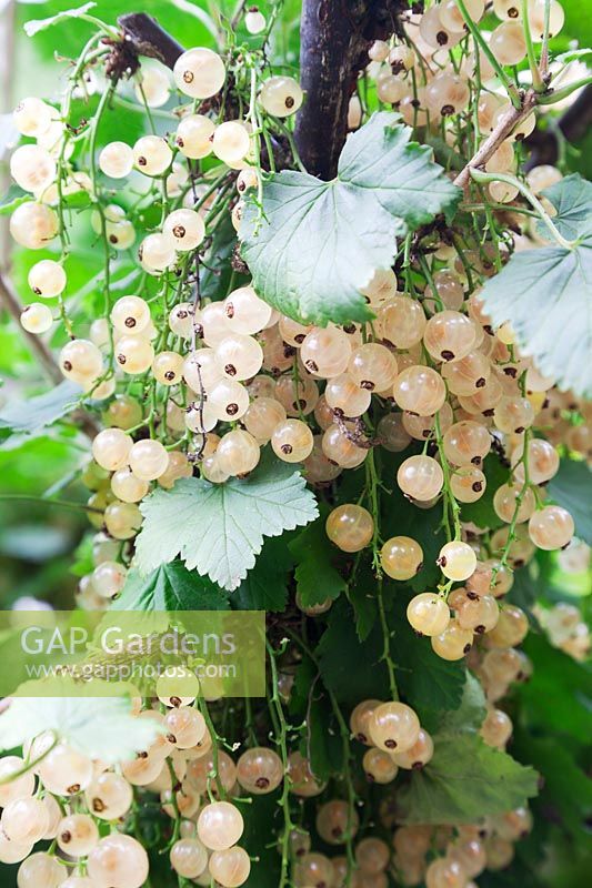 White Currant 'White Versailles'