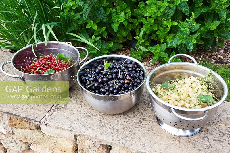 A trio of colanders full of Redcurrants, Blackcurrants and Whitecurrants. 