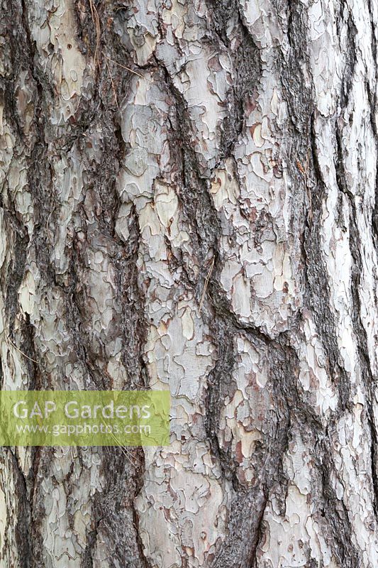 Pinus nigra subs laricio - Bark detail of Corsican Pine